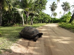 Auf North Island leben Aldabra Riesenschildkröten frei und geschützt 