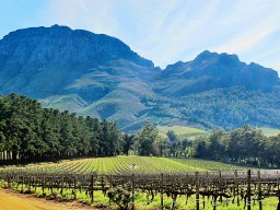 Stellenbosch - Lassen Sie sich von den verschiedenen Weinen aus dieser Region verführen.